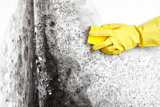 Crawl Space Mold Removal in Goddard, KS