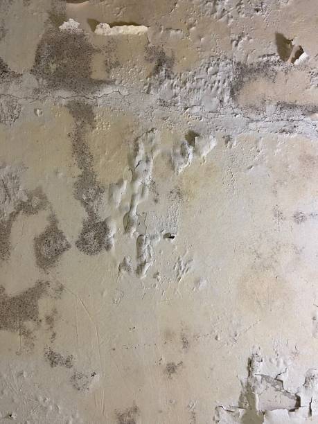 Best Mold Removal Near Me  in Goddard, KS