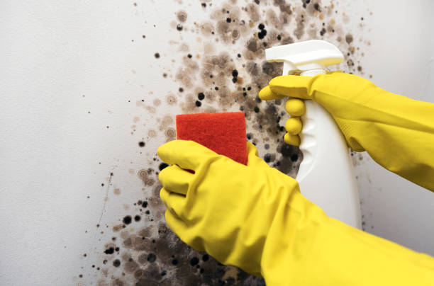 Best Emergency Mold Removal  in Goddard, KS