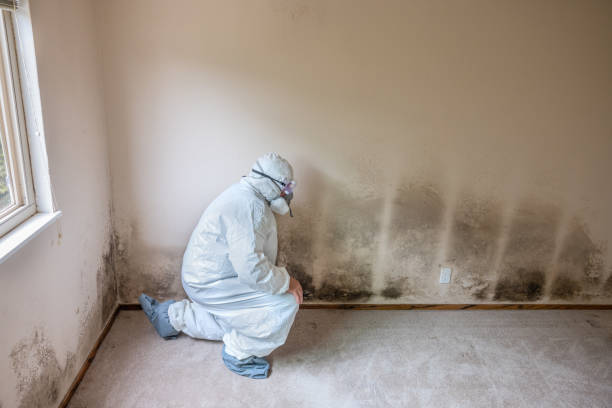 Best Mold Testing  in Goddard, KS