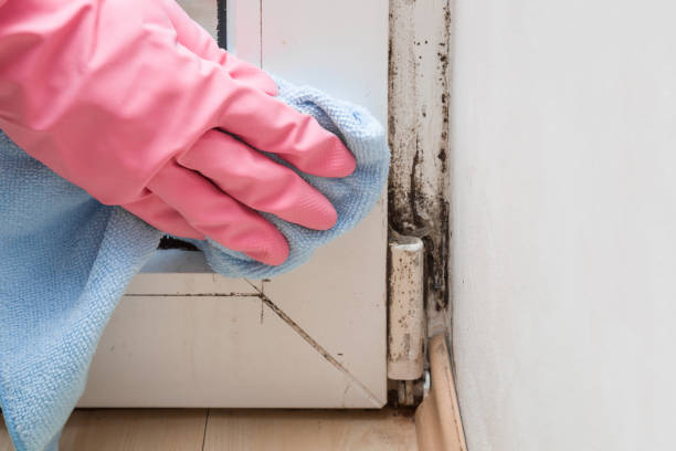 Best Mold Removal Company Near Me  in Goddard, KS